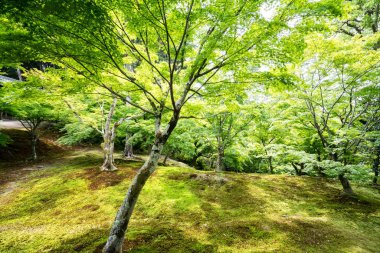 Tofukuji tapınağında Japon akçaağaç yaprağı, Kyoto, Japonya turizmi.