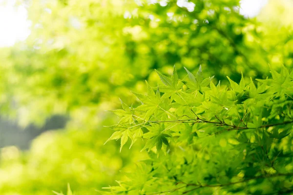 Foglia Acero Giapponese Tofukuji Tempio Kyoto Turismo Del Giappone — Foto Stock