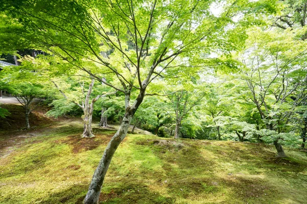 Japonský Javorový List Chrámu Tofukuji Kyoto Cestovní Ruch Japonska — Stock fotografie