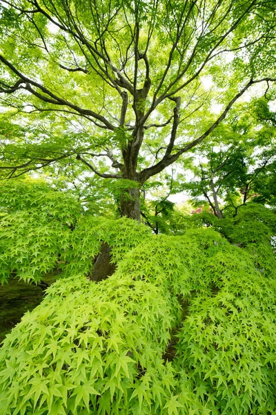 Feuille Érable Japonaise Temple Tofukuji Kyoto Tourisme Japon — Photo