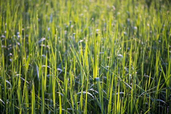 緑の草の上に水の滴の閉鎖 自然背景 — ストック写真