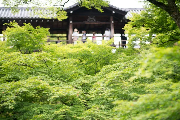 Hoja Arce Japonés Tofukuji Templo Kyoto Turismo Japón —  Fotos de Stock