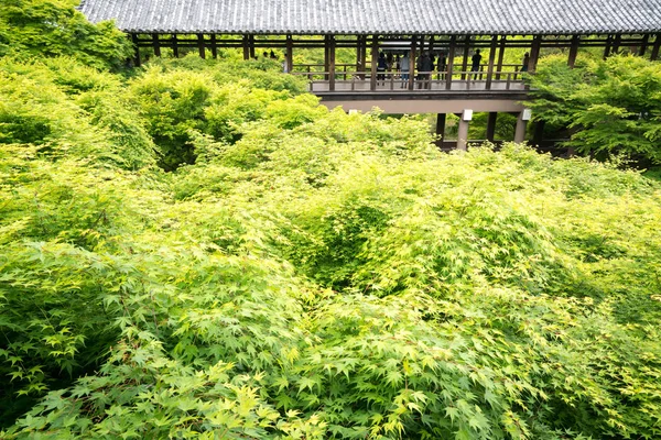 Japansk Lönnlöv Vid Tofukuji Templet Kyoto Turism Japan — Stockfoto