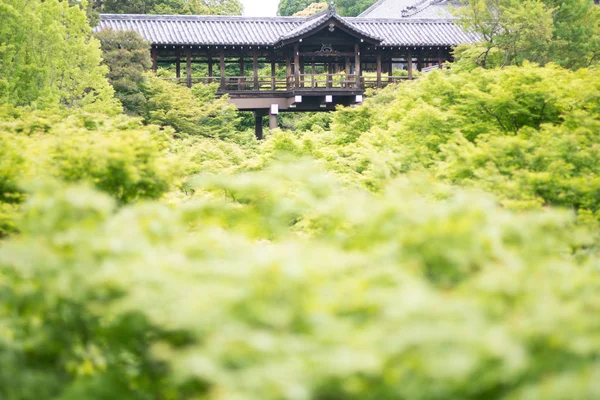Hoja Arce Japonés Tofukuji Templo Kyoto Turismo Japón —  Fotos de Stock