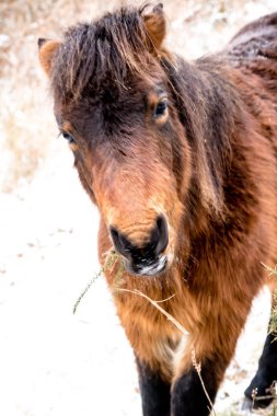 Dartmoor Birleşik Krallık sırasında Beast From Doğu 2018