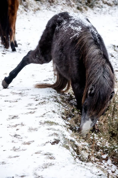 Dartmoor Wielka Brytania podczas Beast z East 2018 — Zdjęcie stockowe