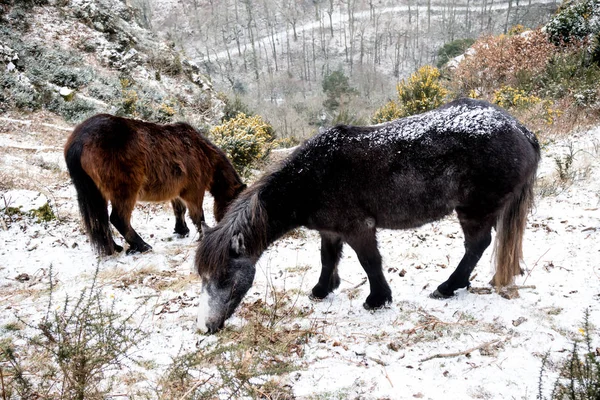 Dartmoor Birleşik Krallık sırasında Beast From Doğu 2018 — Stok fotoğraf