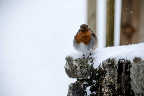 Dartmoor Reino Unido Durante la Bestia del Este 2018 —  Fotos de Stock