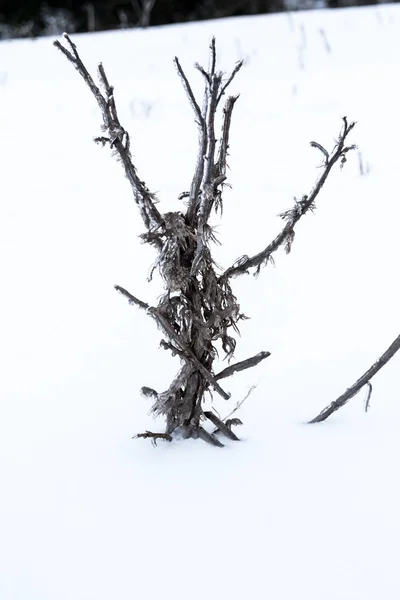 ドレウス東冬の雪嵐から獣の効果 — ストック写真