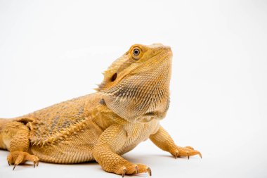 Beyaz arka planda izole edilmiş bir Sakallı Ejder (Pogona vittisepsi)