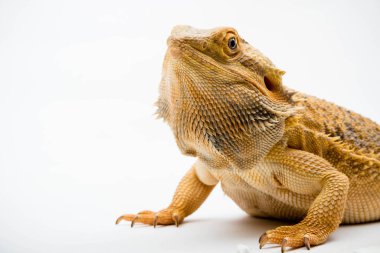 Beyaz arka planda izole edilmiş bir Sakallı Ejder (Pogona vittisepsi)