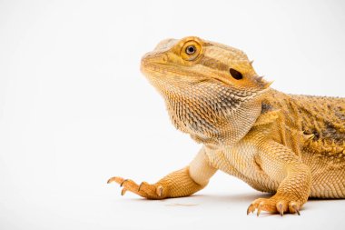 Beyaz arka planda izole edilmiş bir Sakallı Ejder (Pogona vittisepsi)