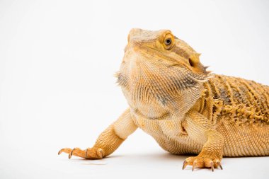 Beyaz arka planda izole edilmiş bir Sakallı Ejder (Pogona vittisepsi)
