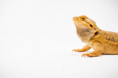 Beyaz arka planda izole edilmiş bir Sakallı Ejder (Pogona vittisepsi)