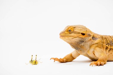 Bir Sakallı Ejder (Pogona vittisepsi), çekirge yemek üzere olan beyaz bir arka planda izole edilmiş.