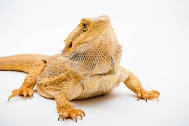 Beyaz arka planda izole edilmiş bir Sakallı Ejder (Pogona vittisepsi)