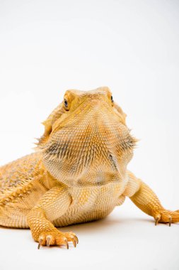 Beyaz arka planda izole edilmiş bir Sakallı Ejder (Pogona vittisepsi)