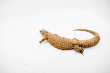 Beyaz arkaplanda izole edilmiş bir Ackie / Spiny Tail Monitor (Varanus acanthurus)