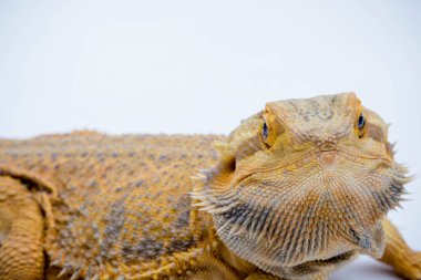 Beyaz arka planda izole edilmiş bir Sakallı Ejder (Pogona vittisepsi)