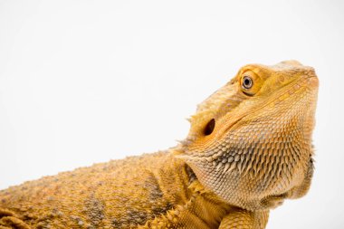 Beyaz arka planda izole edilmiş bir Sakallı Ejder (Pogona vittisepsi)