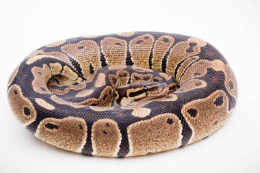 Beyaz zemin üzerinde izole edilmiş bir Royal / Ball Python (Python Regius)