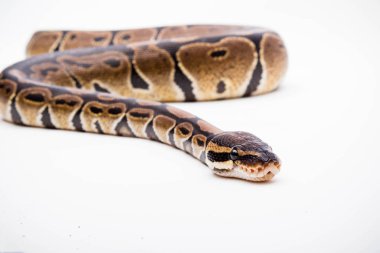 Beyaz zemin üzerinde izole edilmiş bir Royal / Ball Python (Python Regius)