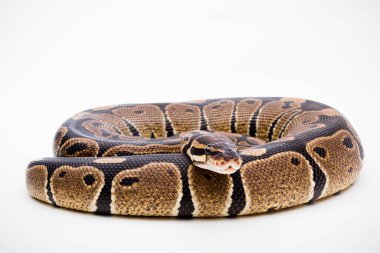 Beyaz zemin üzerinde izole edilmiş bir Royal / Ball Python (Python Regius)