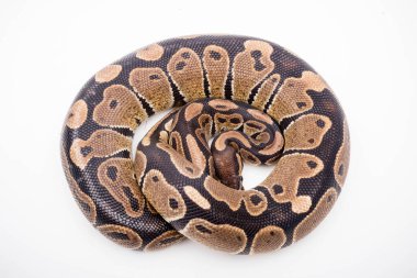 Beyaz zemin üzerinde izole edilmiş bir Royal / Ball Python (Python Regius)