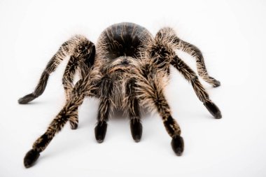 Beyaz arka planda izole edilmiş bir Honduraslı kıvırcık saçlı Tarantula.