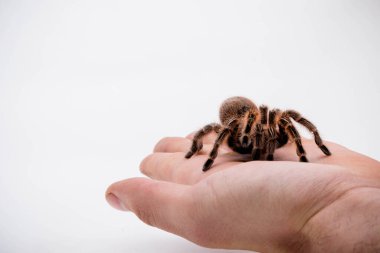 Kırmızı biberli bir tarantula örümceği beyaz bir arka planda.