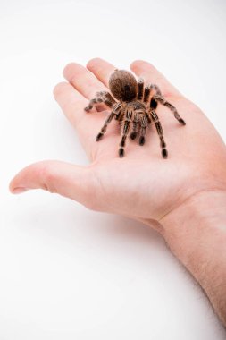 Kırmızı biberli bir tarantula örümceği beyaz bir arka planda.