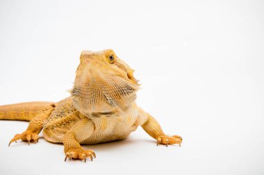 Beyaz arka planda izole edilmiş bir Sakallı Ejder (Pogona vittisepsi)