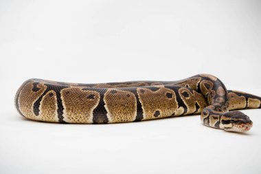 Beyaz zemin üzerinde izole edilmiş bir Royal / Ball Python (Python Regius)