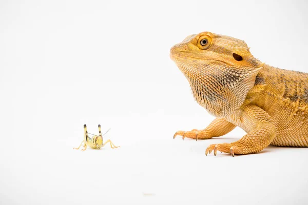 Brodaty Smok Pogona Vitticeps Izolowany Białym Tle Zjeść Szarańczę — Zdjęcie stockowe