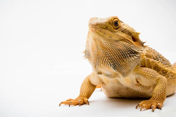 Bearded Dragon Pogona Vitticeps Isolated White Background — Stock Photo, Image