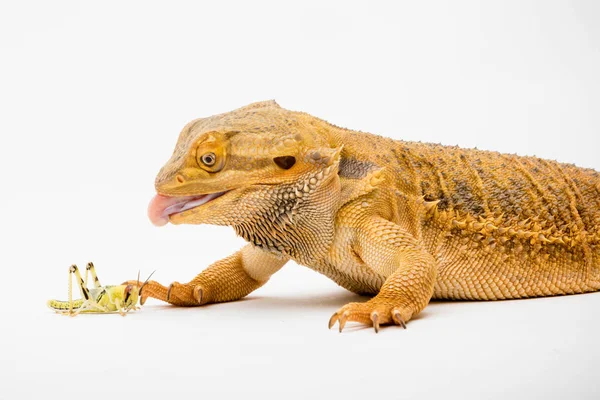 Brodaty Smok Pogona Vitticeps Izolowany Białym Tle Zjeść Szarańczę — Zdjęcie stockowe