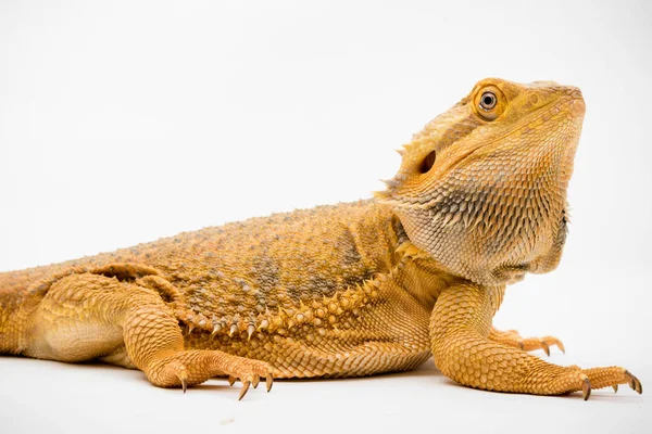 Beyaz arka planda izole edilmiş bir Sakallı Ejder (Pogona vittisepsi)