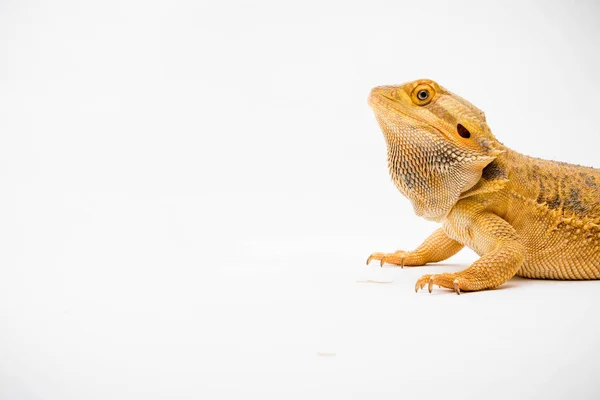 Dragón Barbudo Pogona Vitticeps Aislado Sobre Fondo Blanco —  Fotos de Stock