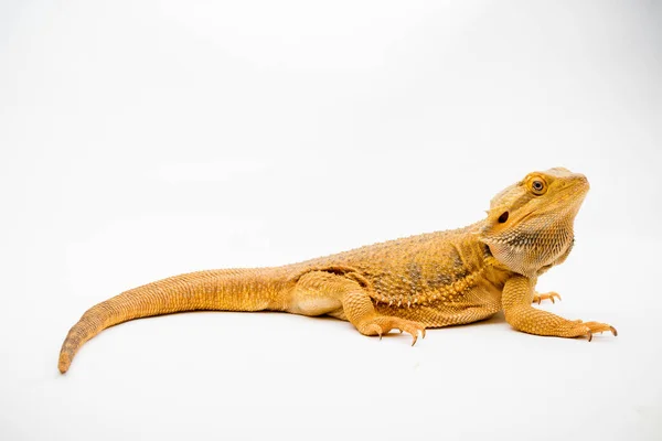 Bearded Dragon Pogona Vitticeps Isolated White Background — Stock Photo, Image