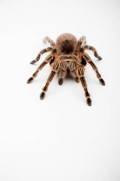 Une Araignée Tarentule Rose Piment Isolée Sur Fond Blanc — Photo