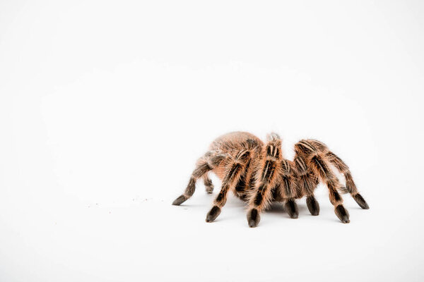 A Chilli Rose Tarantula Spider isolated on a white background