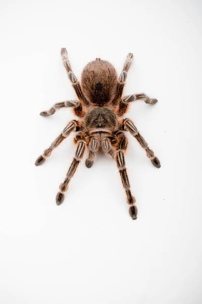 Una Araña Tarántula Chile Rosa Aislada Sobre Fondo Blanco — Foto de Stock