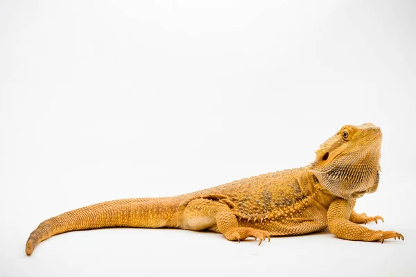 Bearded Dragon Pogona Vitticeps Isolated White Background — Stock Photo, Image