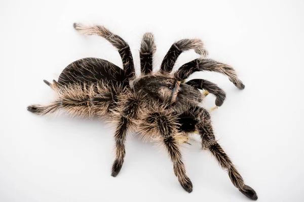 Honduransk Lockig Hår Tarantula Isolerad Vit Bakgrund Som Livnär Sig — Stockfoto