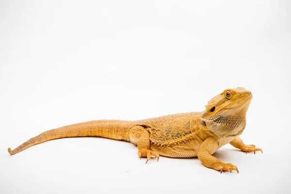 Bearded Dragon Pogona Vitticeps Isolated White Background — Stock Photo, Image