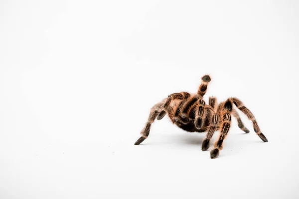 Een Chilli Rose Tarantula Spider Geïsoleerd Een Witte Achtergrond — Stockfoto