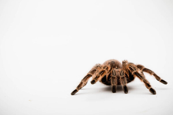 A Chilli Rose Tarantula Spider isolated on a white background
