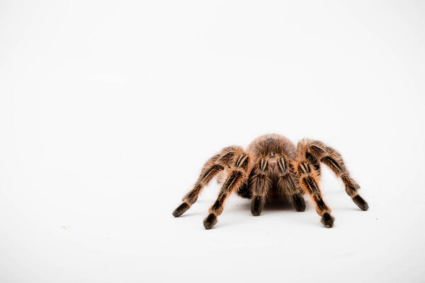 A Chilli Rose Tarantula Spider isolated on a white background