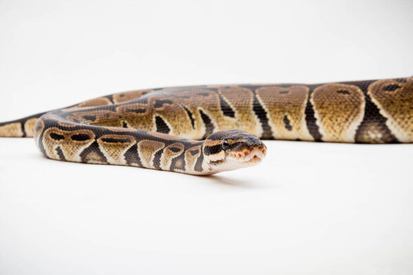 A Royal / Ball Python (Python Regius) isolated on a white background
