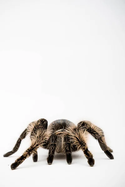 Honduraski Kręcone Włosy Tarantula Izolowane Białym Tle — Zdjęcie stockowe